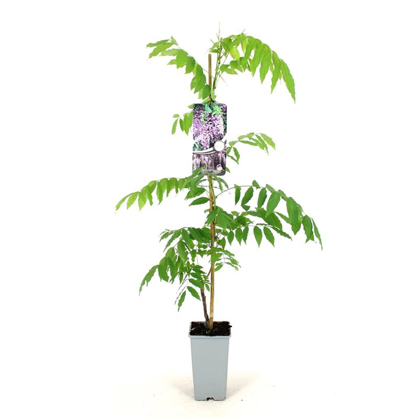 Wisteria flor. 'Rosea' - C2 80-100 CM Stick